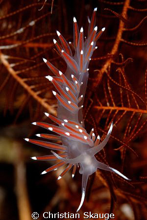 A beautiful aeolid nudibranch crawling over a crinoid. Ni... by Christian Skauge 