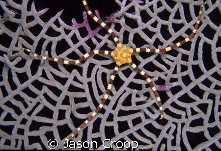 Pretty banded brittlestar on a sea fan. by Jason Croop 