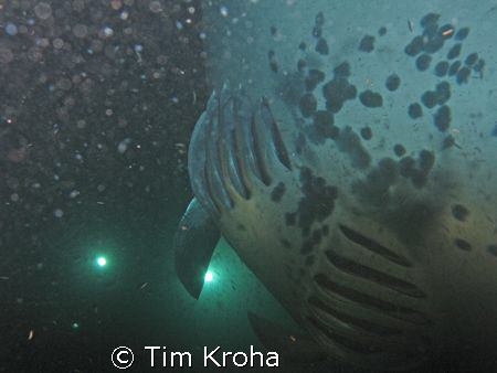 Manta Ray (10-12' wingspan) (Kona, Hawai'i) by Tim Kroha 