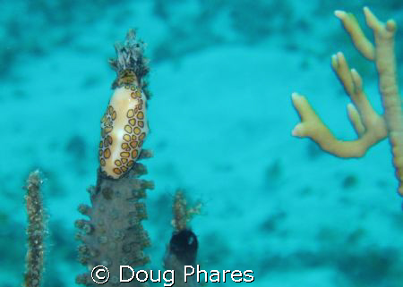 Cozumel  by Doug Phares 