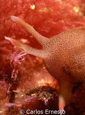 Aplysia Punctata.
Olympus c- 7070 and Ys-60 Strob. by Carlos Ernesto 