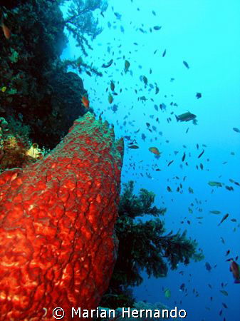 taken in Bunaken, Manado by Marian Hernando 