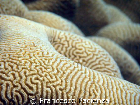Beautyfull macro of Braincoral by Francesco Pacienza 