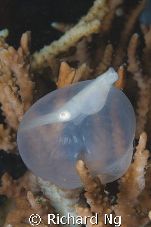I'm Comin' Out!
Baby cuttlefish breaking free from its e... by Richard Ng 