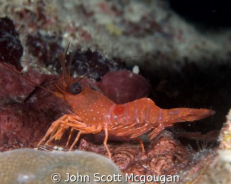 Red Night Shrimp taken off of the Reefhouse Resort's pier. by John Scott Mcgougan 