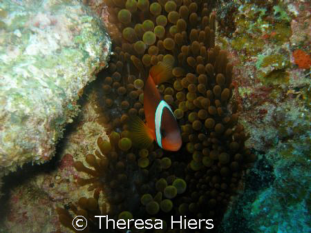 Clown Fish Haven by Theresa Hiers 