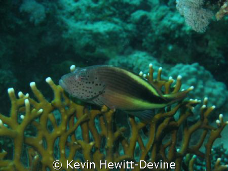 Marsa Alarm 2008 - Coolpix 5400 - Sea & Sea YS90 Auto Strobe by Kevin Hewitt-Devine 