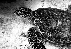 I took this picture with my caplio ricoh camera and a sea... by Blair Hughes 