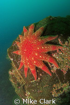 SSSSSPLAT Nice red Sunstar
Isle of May Scotland. Nikon D... by Mike Clark 