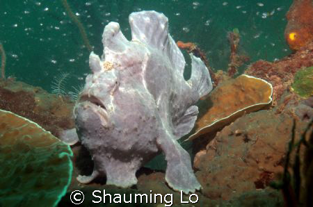 Frogfish wondering around ! by Shauming Lo 