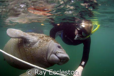 Dive Buddies. Camera Nikon D-200 by Ray Eccleston 