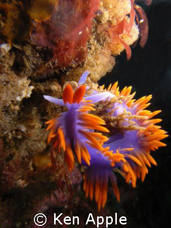 flabellina iodinea- spanish shawl. santa cruz island-nort... by Ken Apple 