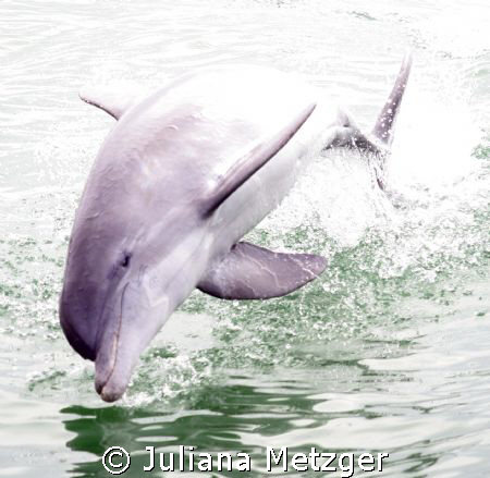 Dolphin Jumping by Juliana Metzger 