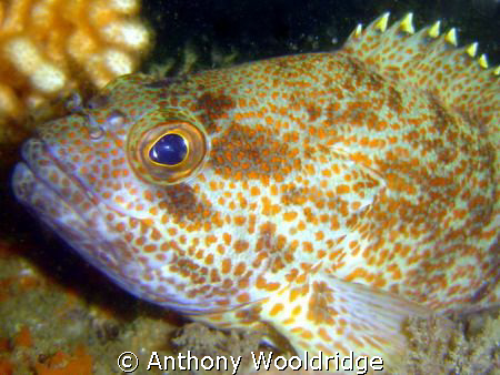 Haerlem Wreck, Port Elizabeth, ISO 100, 1\40th, f2.8  by Anthony Wooldridge 