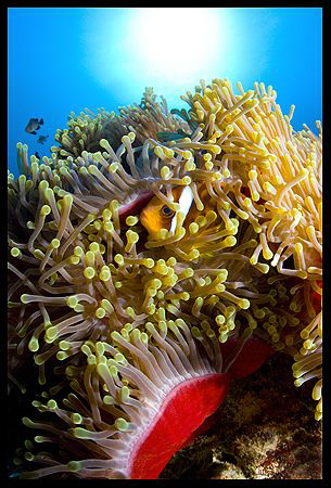 17-40 mm, Canon EOS 5D, Marsa Alam 2008 by Dejan Sarman 