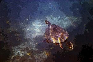 Picture taken at Crystal River, FL with a Canon Rebel 300... by Blair Hughes 