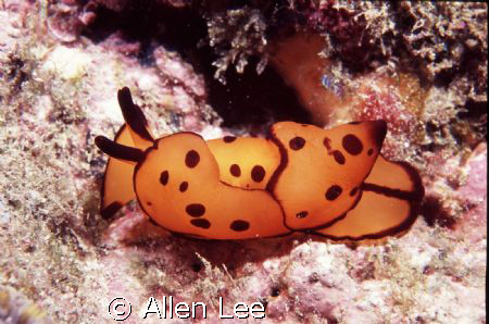 nudibranch(Berthella martensi)Xiao Liu Qiu,TAIWAN.2008/2/... by Allen Lee 