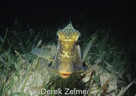 Trunkfish in night colors, Graham's Harbor, San Salvador ... by Derek Zelmer 