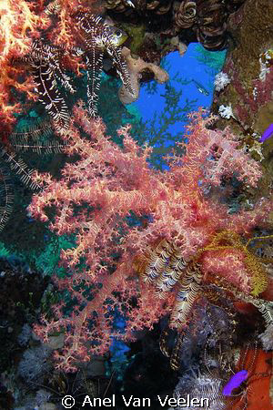 Soft corals taken in Ras Mohamed Park with Olympus SP350. by Anel Van Veelen 
