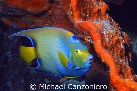 Canon digital rebel in Ikelite housing, Ikelite 125 strob... by Michael Canzoniero 