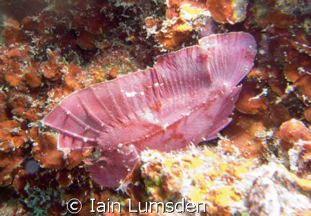 Leaf Fish on HMS Royalty by Iain Lumsden 
