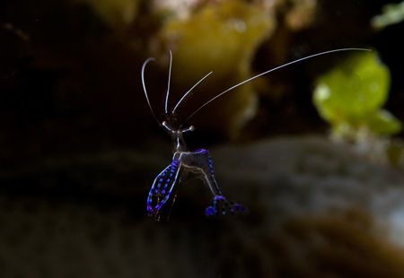 Peterson Shrimp by Andy Lerner 