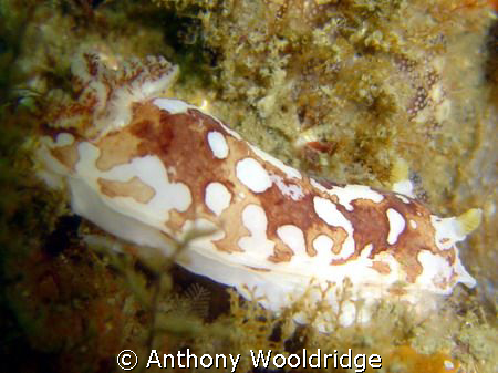 Nudibranch taken on the Haerlem wreck Port Elizabeth. Son... by Anthony Wooldridge 