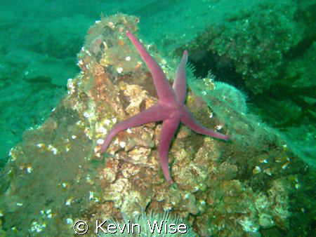 Taken at the Farne Islands with a fuji finepix f30 using ... by Kevin Wise 