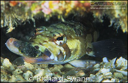 Lunch time !  Sabah Borneo, Nikon F90x 105mm lens, Velvia... by Richard Swann 