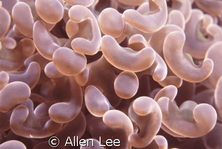 Euphyllia ancora.ken-Ting,TAIWAN.2008/2/29 . F-100,60mm,f... by Allen Lee 
