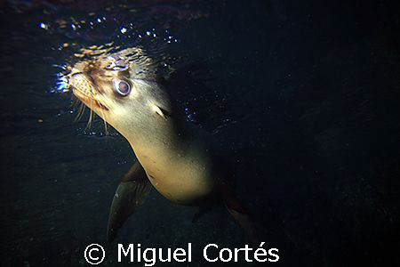 ........I'm looking at you by Miguel Cortés 
