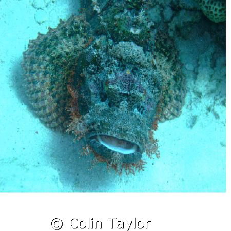 Not sure about the sting in the tail of a scorpion, but t... by Colin Taylor 