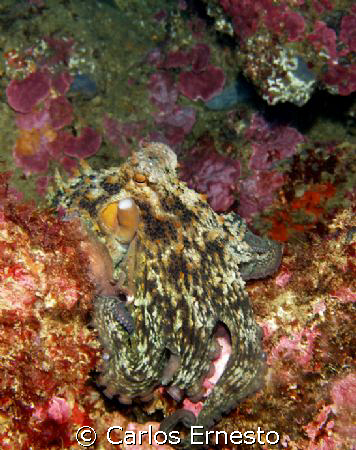 Octopus.
Olympus c-7070 Ys-60 Strob by Carlos Ernesto 
