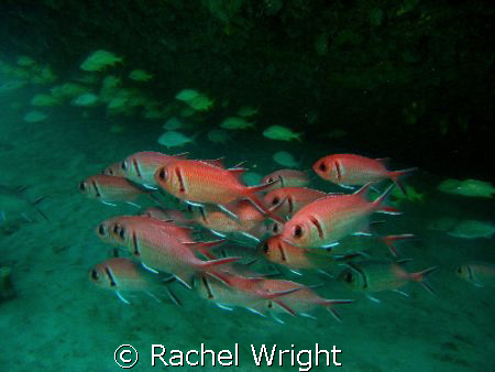 Glass Eye Snapper under one of the Carlisle Bay Wrecks by Rachel Wright 