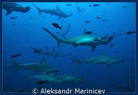 Hammerheads go... by Aleksandr Marinicev 