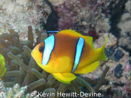 Marsa Alarm 2008 - Nikon Coolpix 5400 - Sea & Sea YS90 Au... by Kevin Hewitt-Devine 