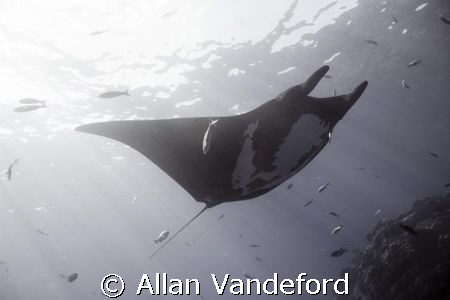 Fly Bye at El Boiler, San Benedicto Island, Revillagigedo... by Allan Vandeford 