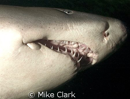 Winter storms=nodiving=withdrawl symtoms-Remedy get into ... by Mike Clark 