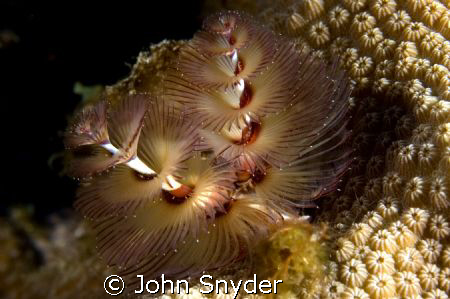 Christmas Tree Worm - Nikon D70 60mm  by John Snyder 