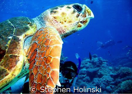 Taken with a Canon A630 and Sea and Sea single strobe.  W... by Stephen Holinski 