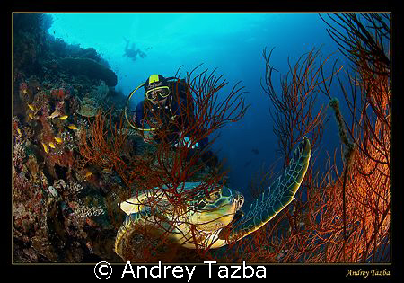 Touch. / Sipadan. by Andrey Tazba 