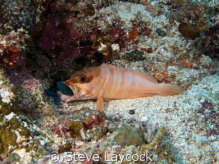 Black tip grouper struggling with a red tooth trigger fis... by Steve Laycock 