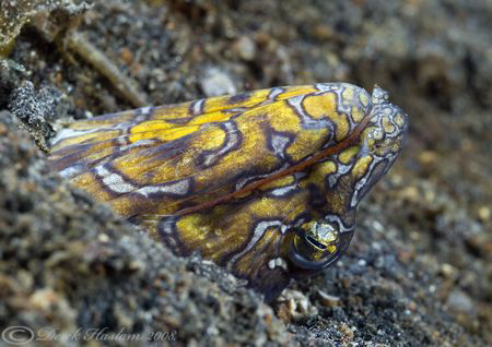 Napoleon snake eel. Lembeh straits. D200, 60mm. by Derek Haslam 