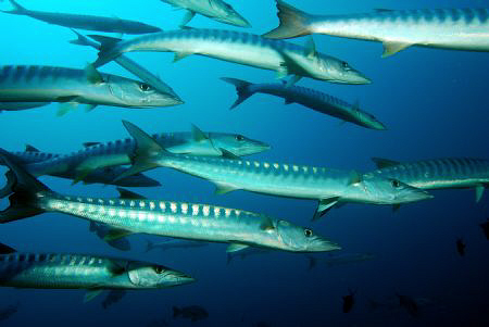 Baracudas at Rasdhoo Channel by Andy Kutsch 