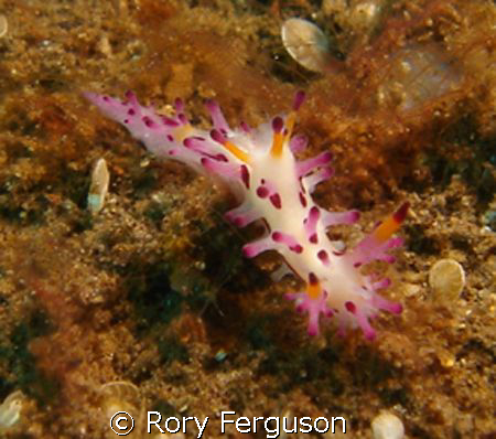 Shaggy Aegires (Aegires villosus) this critter was only a... by Rory Ferguson 