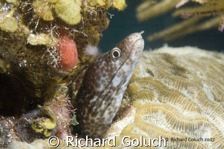 White Spotted Moray Eel by Richard Goluch 
