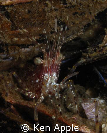 not sure the speices of shrimp.... anyone knows please le... by Ken Apple 