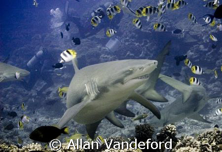 Grinning Lemon Shark at Tapu divesite near Bora Bora, Tahiti by Allan Vandeford 