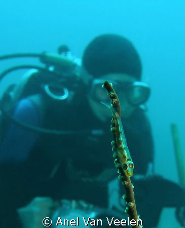 Whip goby with Nikki in the background, taken at the Shri... by Anel Van Veelen 
