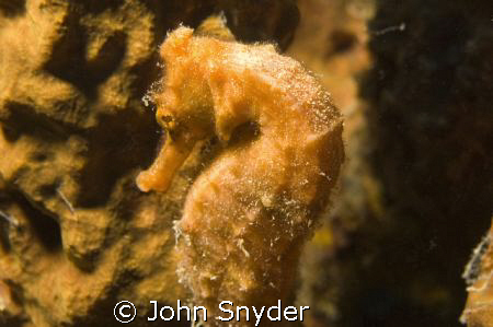 Sea Horse  Nikon D70 by John Snyder 